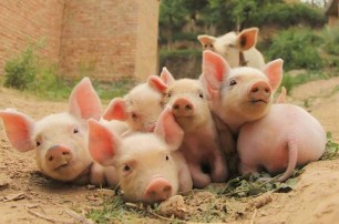 什么是豬糧比？豬糧比怎么計(jì)算？